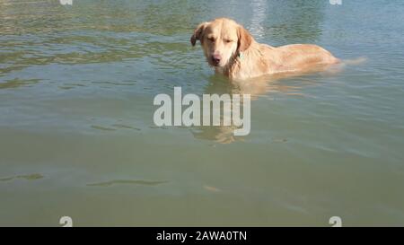 Hund schwimmt im Meerwasser. In der Türkei. Stockfoto