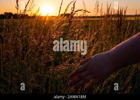 Goldene Stunde an einem schönen Sommerabend. Die Hand der Frau berührt sanft das hohe Gras im goldenen Licht des Sonnenuntergangs. Stockfoto