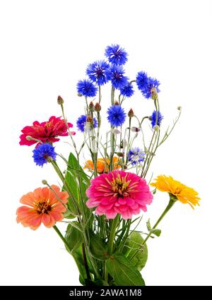 Blumenstrauß verschiedener Blumen auf weißem Grund. Kornblumenkraut oder Junggesellenblume und zinnia. Stockfoto