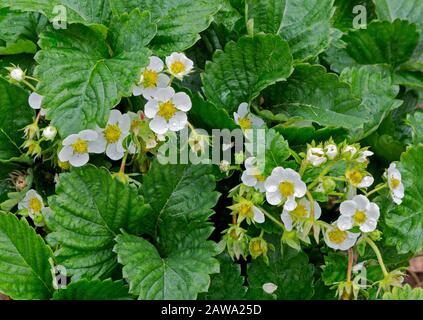 Erdbeerpflanze. Erdbeerblühen. Wilde Stawberensträucher. Erdbeeren wachsen im Garten. Wilde Erdbeere (Fragaria vesca) Blume. Stockfoto