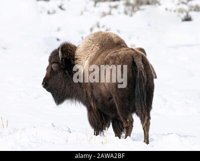 Im Yellowstone-Nationalpark im Schnee Stockfoto