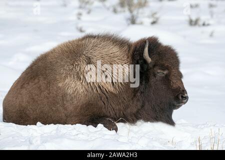 Im Yellowstone-Nationalpark im Schnee Stockfoto