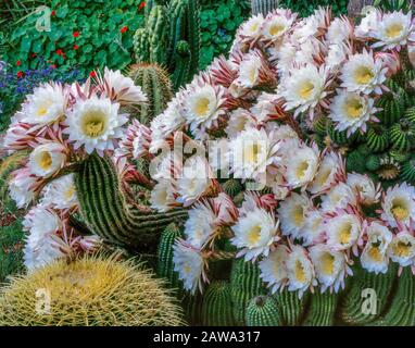 Nachtblüher Cereus, Peniocereus greggi), Königin der Nacht, Fern Canyon Garden, Mill Valley, Kalifornien Stockfoto