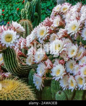 Nachtblüher Cereus, Peniocereus greggi), Königin der Nacht, Fern Canyon Garden, Mill Valley, Kalifornien Stockfoto