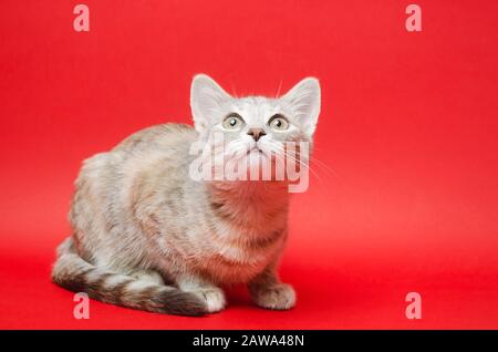 Graue Tabby-Katze auf rotem Hintergrund. Tierporträt. Haustier. Platz für Text. Stockfoto