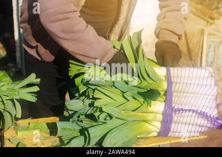 Frischer Lauch in Netztüten, die in den Händen eines Bauern zum Verkauf bereit sind. Ernte. Ernte. Landwirtschaft und Landwirtschaft. Frisch gepflückt. Agribusiness. Agroindustrie Stockfoto