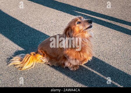 Porträt eines niedlichen langhaarigen Miniaturdachshunds, der im Schatten seiner Besitzer sitzt, die sie betrachten. Stockfoto