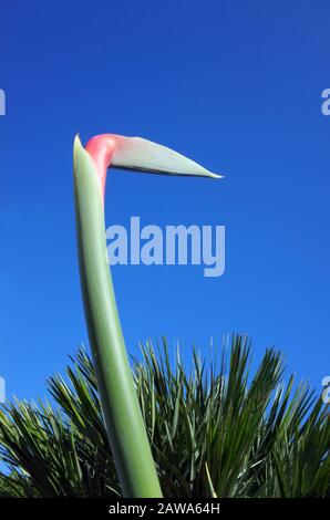 Strelitzia regiane (Kranblume oder Paradiesvogel) kichte auf Sardinien Stockfoto