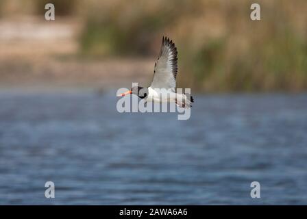 Eurasischer Oystercatcher, Haematopus ostralegus, Einzelerwachsener im Flug über die Lagune. Hampshire, Großbritannien. Stockfoto