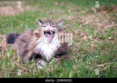 Schöne norwegische Waldkatze gähnelt, er sitzt auf einer Wiese Stockfoto