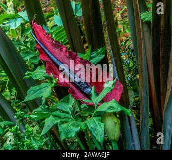 Dracunculus, Voodoo Lily, Arum Dracunculus, Cypress Garden, Mill Valley, Kalifornien Stockfoto