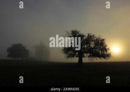 Silhouetten Von Bäumen auf einer Misty Morning Sunrise in der Nähe von Durham, County Durham, England, Großbritannien. Stockfoto