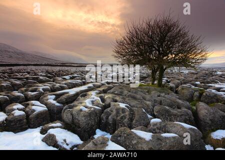 Einsamer Baum, der aus dem Kalksteinpflaster in Southerscales in der Nähe von Hawes, Yorkshire Dales National Park, England, Großbritannien wächst. Stockfoto