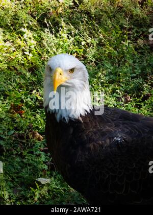 Wunderschönes Porträt von Weißkopfseeadler, der in die Kamera blickt und auf einer grünen Wiese steht. Majestätischer Vogel, der Stolz und Patriotismus symbolisiert. Sonniger Tag, nein Stockfoto