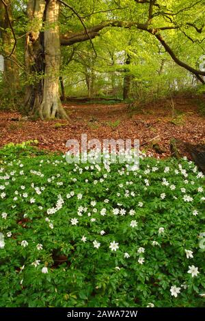 Wilde Knoblauchwiese im Wald in der Nähe von Durham, County Durham, England, Großbritannien. Stockfoto