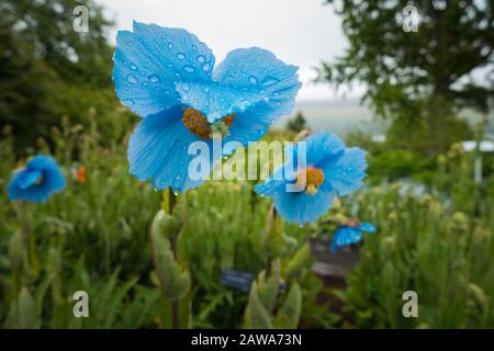 Nahaufnahme der schönen blauen Blumen auf der Wiese mit Regentropfen, die die Petalen herunterlaufen. Regnerisches Wetter, unscharfe Bäume im Hintergrund. Keine Leute Stockfoto