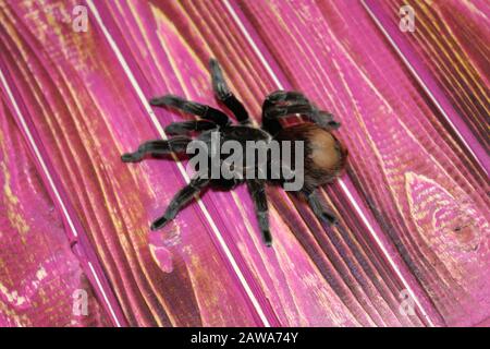 Spinnentarantula Brachypelma albopilosum sitzt auf einem schönen Hintergrund Stockfoto