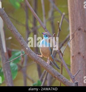 Rot-frech Cordon-bleu (Uraeginthus bengalus), Weibchen in einem Baum, Gambia. Stockfoto