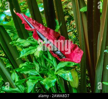 Dracunculus, Voodoo Lilie Arum Dracunculus, Zypressen Garten, Mill Valley in Kalifornien Stockfoto