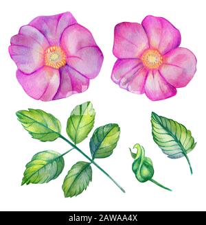 Wasserfarben-Set mit Wildrose. Rosafarbene Blumen, Blätter und Knospen isoliert auf weißem Grund. Handgezeichnete Designelemente für Hochzeitsdrucke. Rosa Canina, Dogro Stockfoto