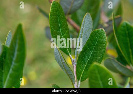 Ein nahe an den Blättern der einheimischen neuseeländischen Feijoa oder Acca sellowiana. Stockfoto