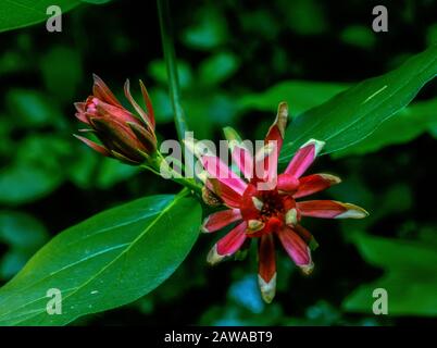 California Spice Bush, Calycanthus occidentalis, Cypress Garden, Mill Valley, Kalifornien Stockfoto