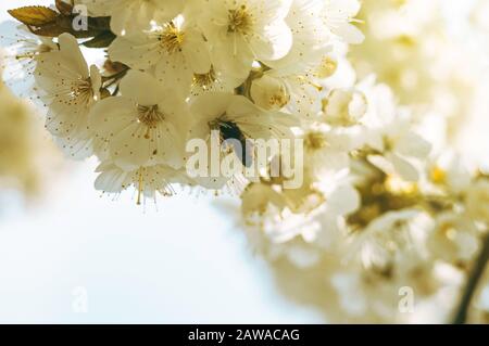 Eine Biene sammelt Nektar und bestäubt Kirschfruchtbaumblüten. Abstrakter Frühling saisonaler Hintergrund der blühenden weißen Kirsche. Die Saison der Stockfoto