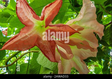Angel's Trumpet, Brugmansia suaveolens, Cypress Garden, Mill Valley, Kalifornien Stockfoto