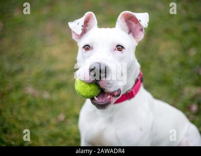 Ein weißer Pit Bull Terrier gemischter Rassehund, der einen Ball im Mund hält Stockfoto