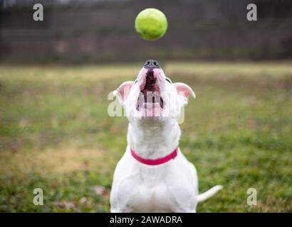 Ein weißer Pit Bull Terrier gemischter Rassehund, der nach oben schaut, um einen Ball zu fangen Stockfoto