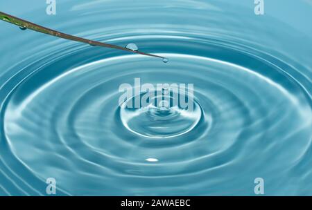 Quellen, Wassertropfen in Form von Tau fallen von einer Grasklinge mit einem Spritzer in sauberem, blauem Wasser, das Kreise auf dem Wasser bildet. Stockfoto