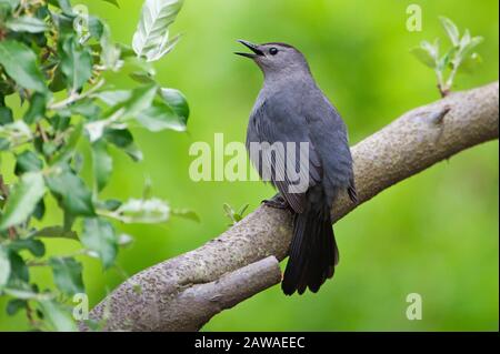 Grauer Catbird singt im Frühlingszug Stockfoto