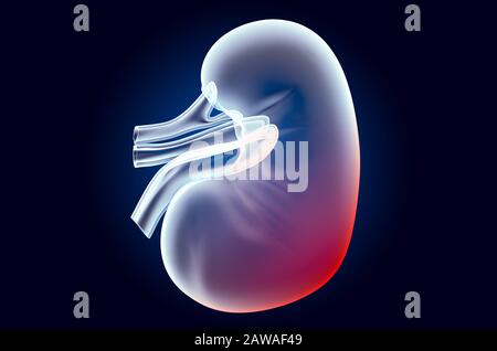 Schmerzen im Nierenkonzept. Ghost Light Effect, Röntgenhologramm. 3D-Rendering auf dunkelblauem Hintergrund Stockfoto