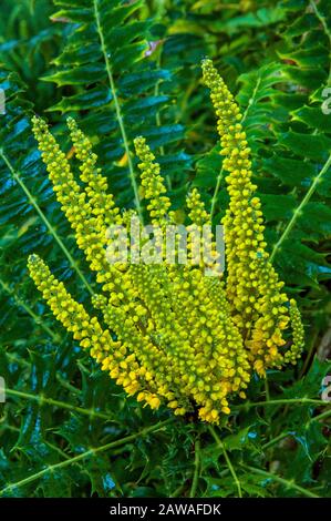 Oregon Grape, Mahonia Aquifolium, Berberidaceen, Cypress Garden, Mill Valley, Kalifornien Stockfoto