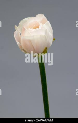 Schöne zarte rosafarbene Ranunculus-Blume auf grauem Wandhintergrund, selektiver Fokus Stockfoto