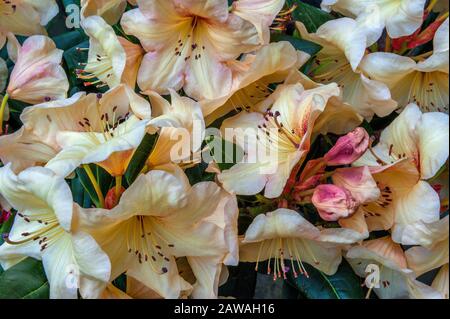 Rhodendron, Ericaceae, Double Eagle, Cypress Garden, Mill Valley, Kalifornien Stockfoto