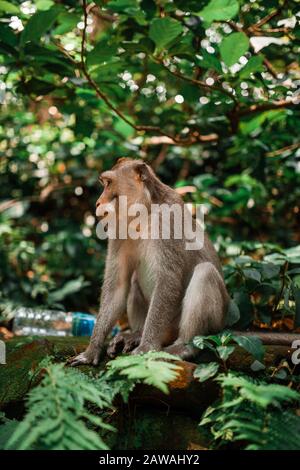 Balinesischer langschwänzige Affe sitzt Stockfoto