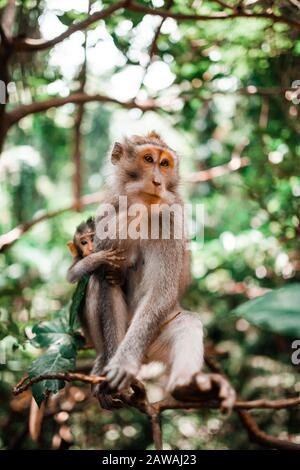 Mutter und Baby, der langschwänzige Affe, sitzt in einem Baum Stockfoto