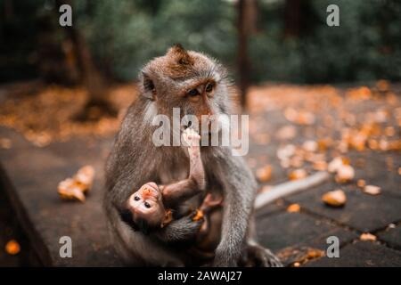 Mutter Balinese langschwanz Affe hält ihr Baby Stockfoto