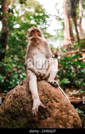 Erwachsene Männchen langschwänzigen Affen auf einem Felsen sitzen Stockfoto