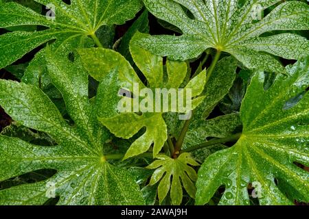 Aralia Japonica, Cypress Garden, Mill Valley, Kalifornien Stockfoto