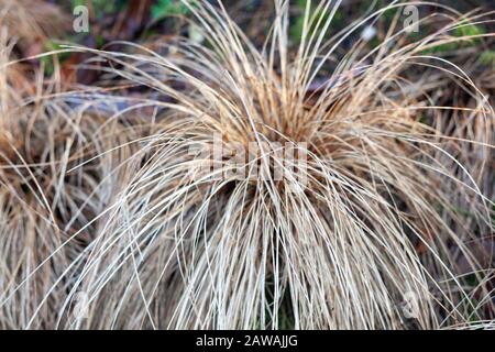 Nahaufnahme der immergrünen, mehrjährigen, rotblättrigen Carex Comans ( Rotblättrige neuseeländische Haarsträhne.