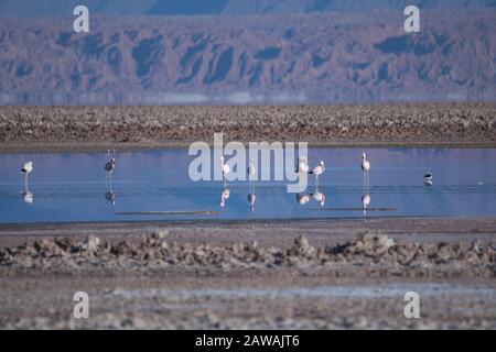 Flamingos essen in den altiplanischen Lagunen Stockfoto