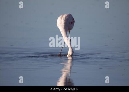 Flamingos essen in den altiplanischen Lagunen Stockfoto