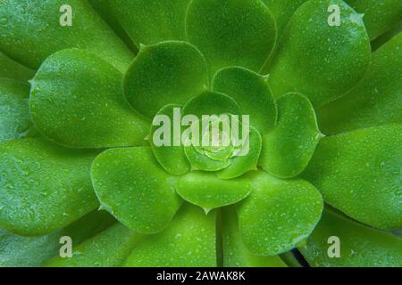 Aeonium arboreum, Cypress Garden, Mill Valley, Kalifornien Stockfoto