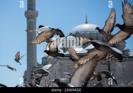 Schöne Taube Vögel, Tauben an Leben in einer städtischen Umgebung Stockfoto