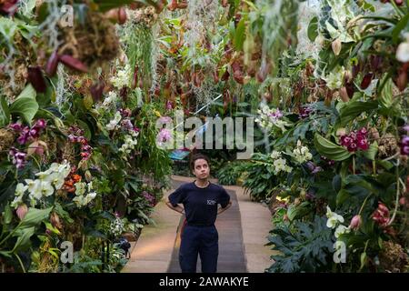 Kew-Lehrling Alice McKeever betrachtet "Nepenthes Tobacco" während einer Pressevorschau des 25. Kew Orchid Festivals im Kew Royal Botanical Gardens. Das diesjährige Thema ist rund um die Wunder Indonesiens und das Festival läuft vom 8. Februar bis 8. März 2020. Stockfoto