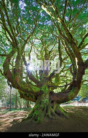 Gigantischer moosbedeckter Bigleaf Maple (Acer macrophyllum) am Lake Crescent, Olympic National Park, Washington, USA. Stockfoto