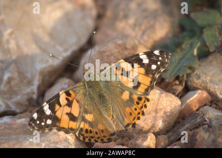 Ein Schmetterling Vanessa Cardui sonnt sich auf einigen Feldsteinen Stockfoto