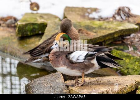 Amerikanisch-Verlies. Nordamerikanische Ente (Mareca Americana), auch Baldpate genannt. Männchen sitzt am Rande des Teiches. Stockfoto